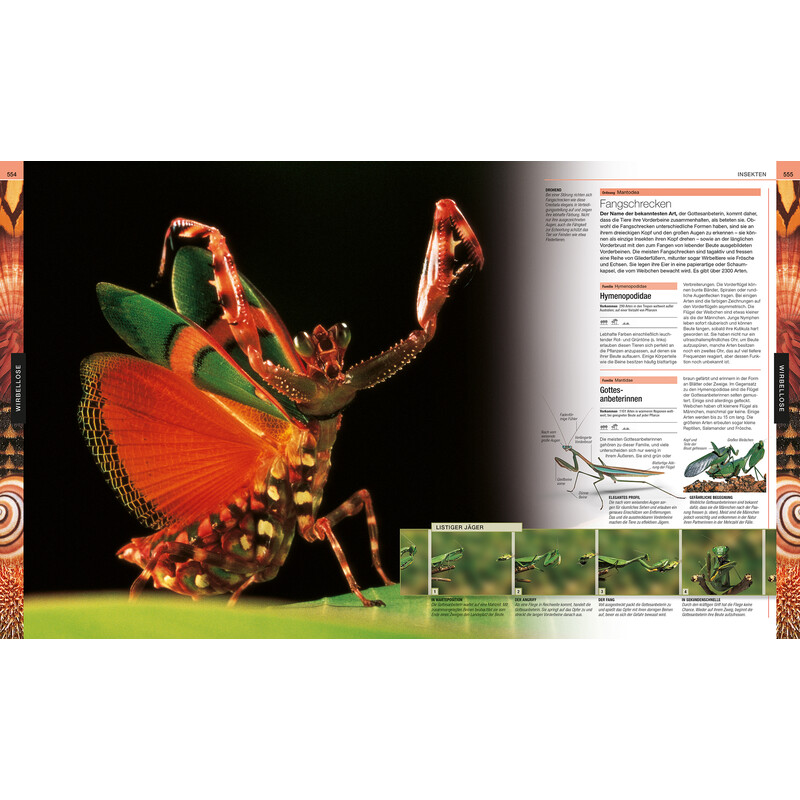 Dorling Kindersley Animales