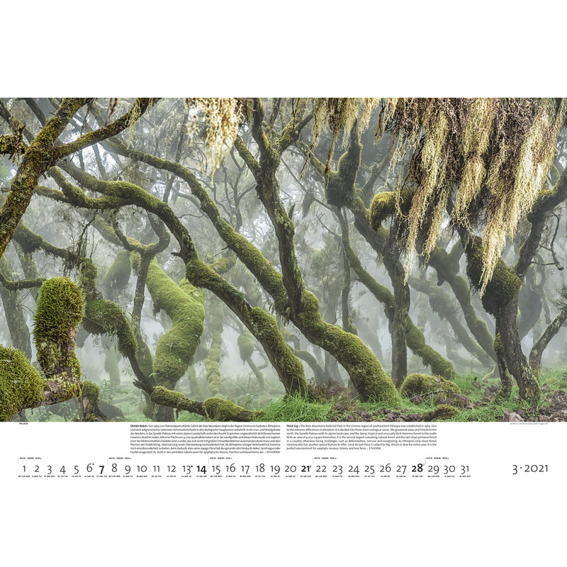 Palazzi Verlag Calendarios Bosques de la tierra 2021