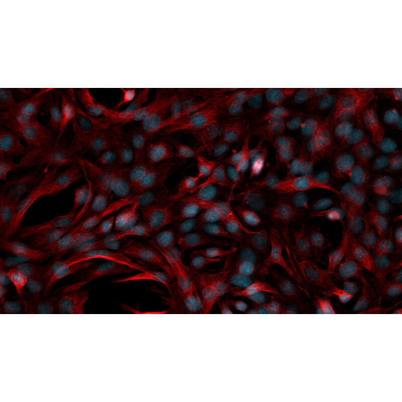 ZEISS Microscopio Axiovert 5 Digital, PH, FL, 50-400x, Ph1, 0,4 NA, LED, 5 MP, color
