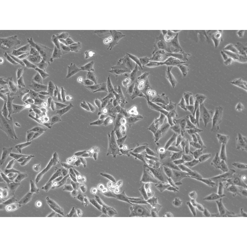 ZEISS Microscopio Axiovert 5 Digital, PH, FL, 50-400x, Ph1, 0,4 NA, LED, 5 MP, color