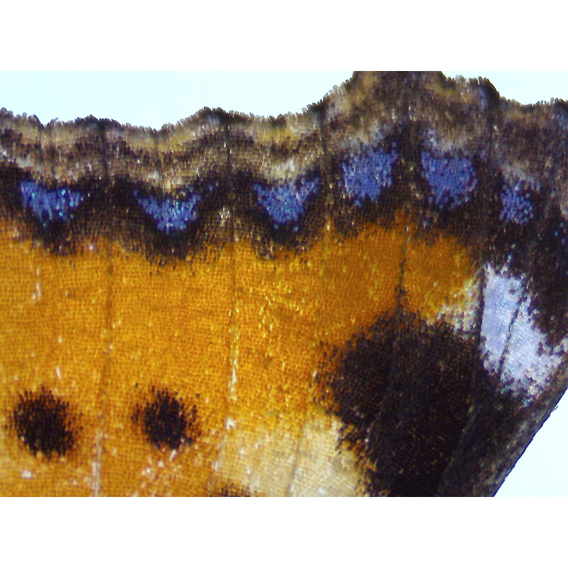 ZEISS Microscopio stereo zoom Stemi 355, C Edu, trino, distancia de trabajo 110 mm, 10x/23, 5,5:1, 7,2x-40x, AL/DL, Spot C LED