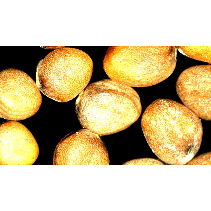 ZEISS Microscopio stereo zoom Stemi 355, C Lab, trino, BF, DF, w.d. 110 mm, 10x/23, 5,5:1 , 7,2x-40x, AL/DL, Spot C LED